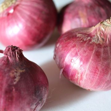 Rode ui Rode van Abbeville