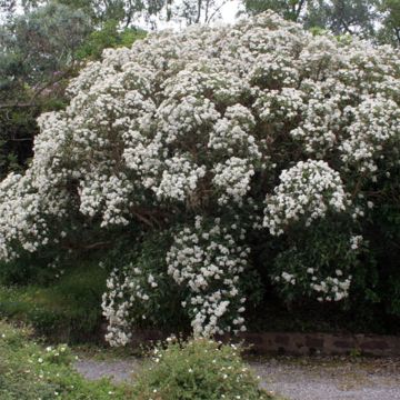 Olearia macrodonta Major - Nieuw-Zeelandse hulst