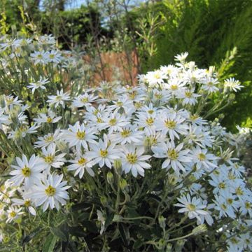 Olearia scilloniensis - Madeliefjesstruik