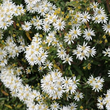 Olearia Compacta - Madeliefjesstruik