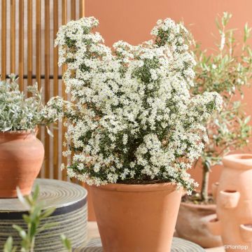 Olearia phlogopappa Spring Bling - Madeliefjesstruik