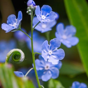 Omphalodes cappadocica - Voorjaarsvergeet-mij-nietje