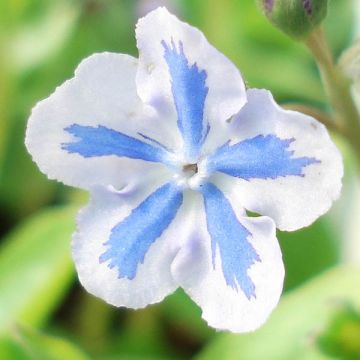 Omphalodes cappadocica Starry Eyes - Voorjaarsvergeet-mij-nietje