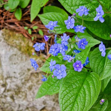 Omphalodes verna - Amerikaans vergeet-mij-nietje