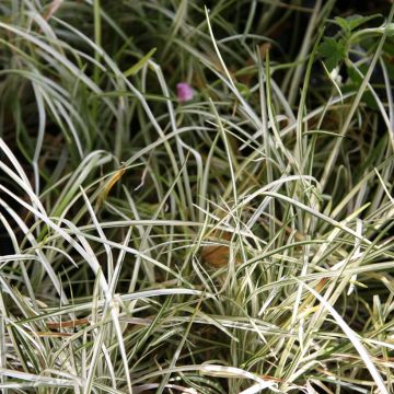 Ophiopogon japonicus Silver Mist - Japanse slangenbaard