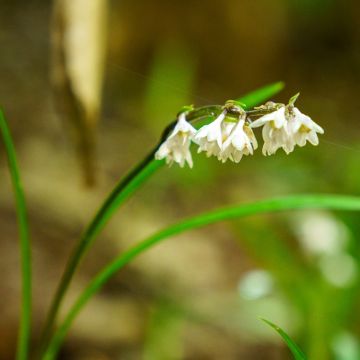 Ophiopogon planiscapus Olivaceus - Slangenbaard