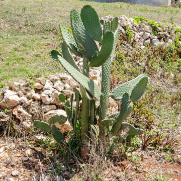 Opuntia cacanapa Ellisiana - Schijfcactus