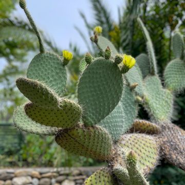Opuntia leucotricha - Schijfcactus