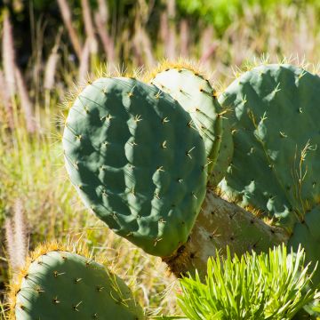 Opuntia robusta - Schijfcactus