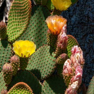 Opuntia rufida - Vijgcactus