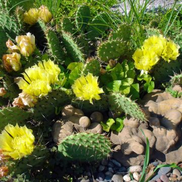 Opuntia semispinosa - Schijfcactus