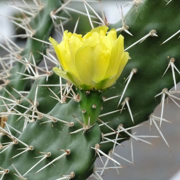 Opuntia sulfurea - Schijfcactus
