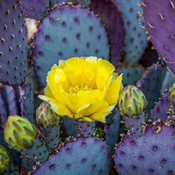 Opuntia santa-rita - Paarse schijfcactus