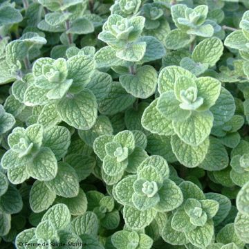 Libanese oregano BIO Ferme de Sainte Marthe - Origanum libanoticum