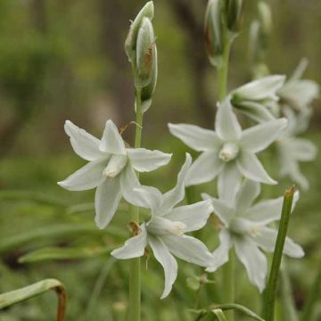 Ornithogalum nutans - Vogelmelk