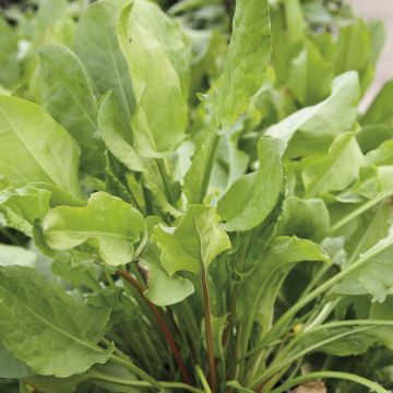 Zuring Grote van Belleville