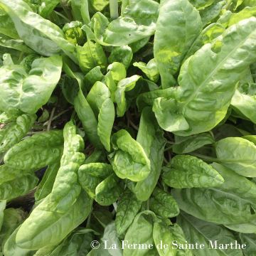 Zuring BIO Ferme de Sainte Marthe - Rumex acetosa