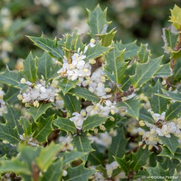 Osmanthus heterophyllus Perfume Party - Schijnhulst