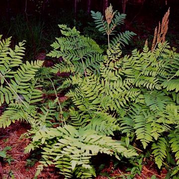 Osmunda regalis - Koningsvaren