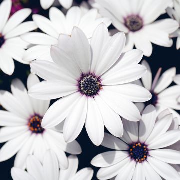 Osteospermum Wit - Spaanse margriet