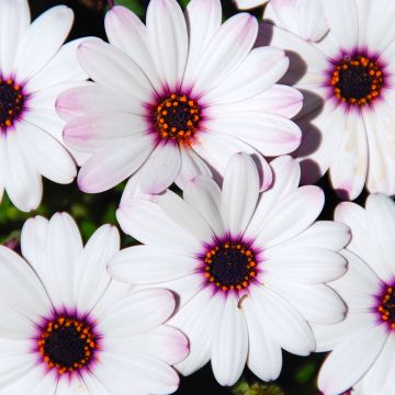 Osteospermum Dalina Inez Imp. - Spaanse margriet