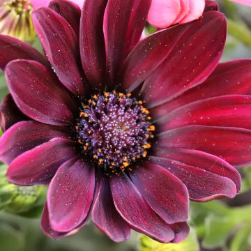 Osteospermum Dalina Red Dark - Spaanse margriet