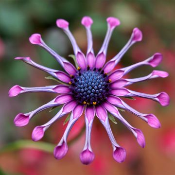 Osteospermum Flower Power Spider Pink - Spaanse margriet