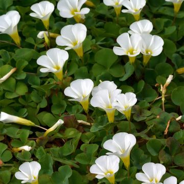 Oxalis purpurea Alba - Klaverzuring