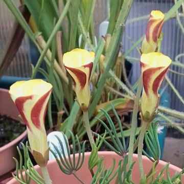 Oxalis versicolor Golden Cape - Zuurstokzuring