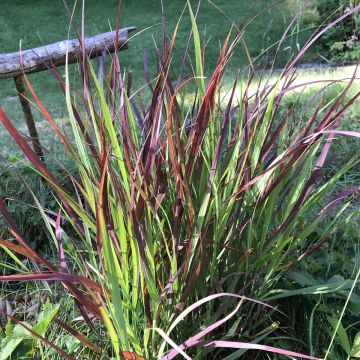 Panicum virgatum Oxblood Autumn - Vingergras