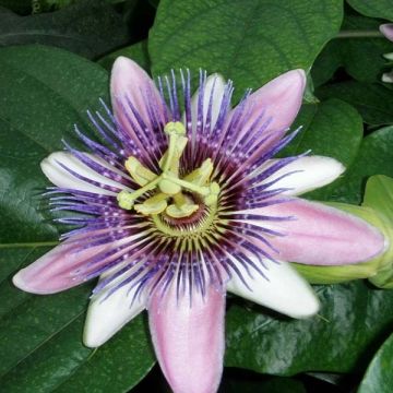 Passiflora Perfume Passion - Passiebloem