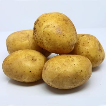 Aardappel Agria