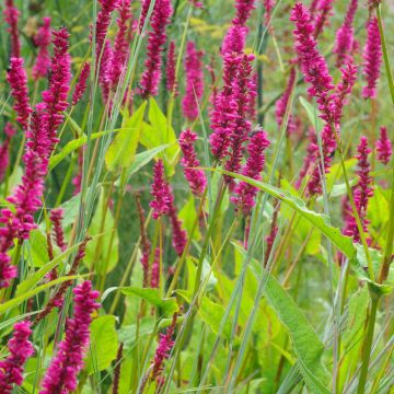 Persicaria amplexicaulis Amethyst - Duizendknoop