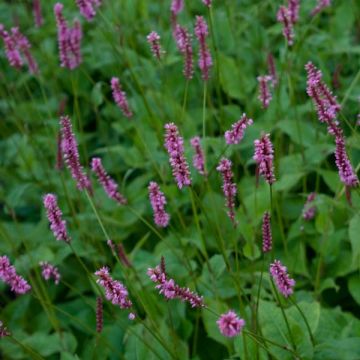 Persicaria amplexicaulis High Society - Duizendknoop