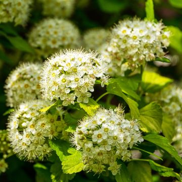 Physocarpus opulifolius Nugget - Blaasspirea