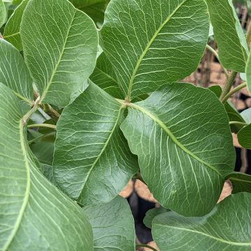 Pistacheboom Peters (mannelijk)