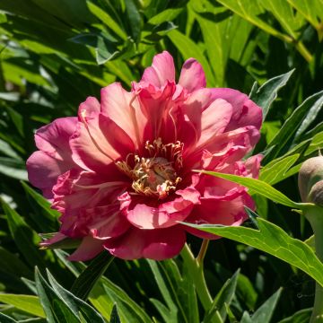 Paeonia Itoh Julia Rose - Itoh-pioen