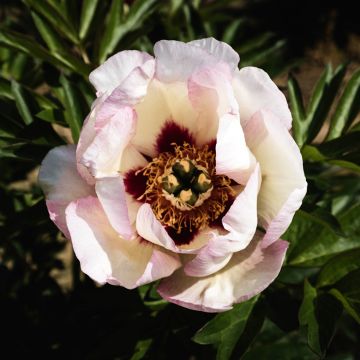 Paeonia Itoh Pastel Splendor - Itoh-pioen