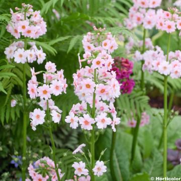 Primula japonica Apple Blossom - Japanse sleutelbloem