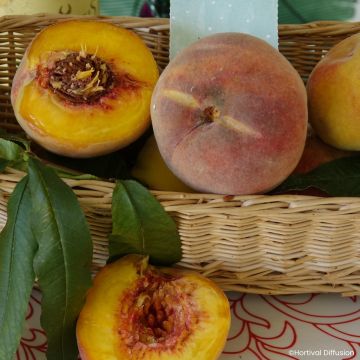 Pêcher De Vigne Jaune - Prunus persica