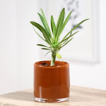 Pachypodium lamerei - Madagaskarpalm