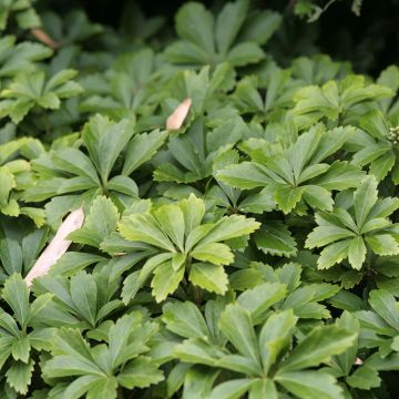 Pachysandra terminalis - Schaduwkruid