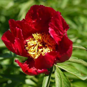 Paeonia tenuifolia Early Scout - Pioen