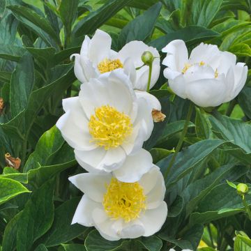 Paeonia lactiflora Jan van Leeuwen - Pioenroos