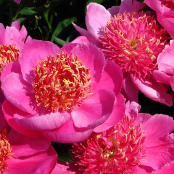 Paeonia lactiflora Neon - Pioenroos