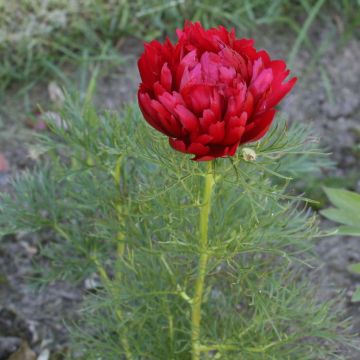 Paeonia tenuifolia Plena - Fijnbladige pioen