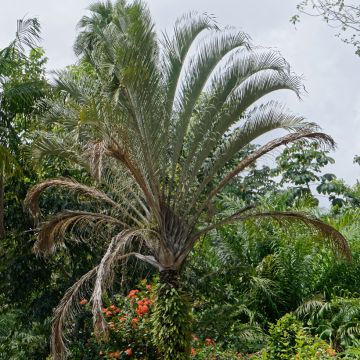 Dypsis decaryi - Driehoekspalm