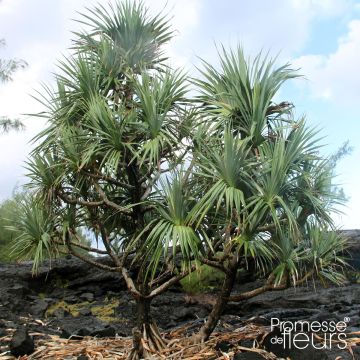 Pandanus utilis - Schroefpalm