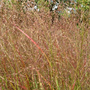 Panicum virgatum Hanse Herms - Vingergras