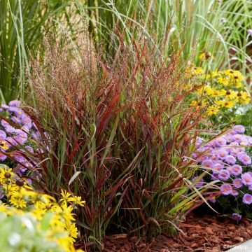 Panicum virgatum Hot Rod - Vingergras